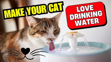 7 Genius Tricks to Get Your Cat to Drink More Water 🐱💧