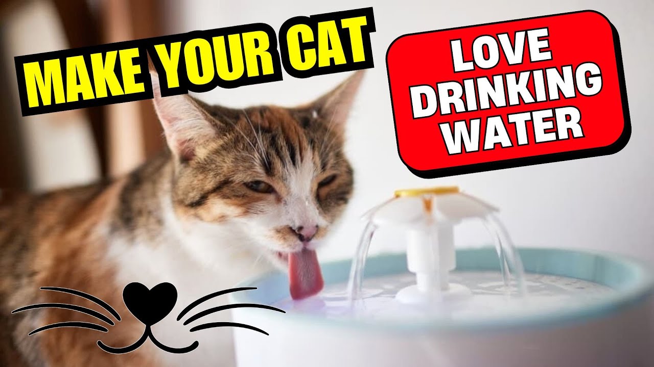 7 гениальных трюков, чтобы заставить вашу кошку пить больше воды 🐱💧