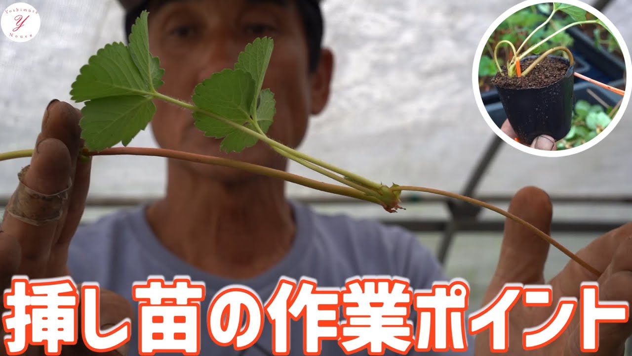 いちご栽培】挿し苗の作業ポイントをご紹介！ - YouTube