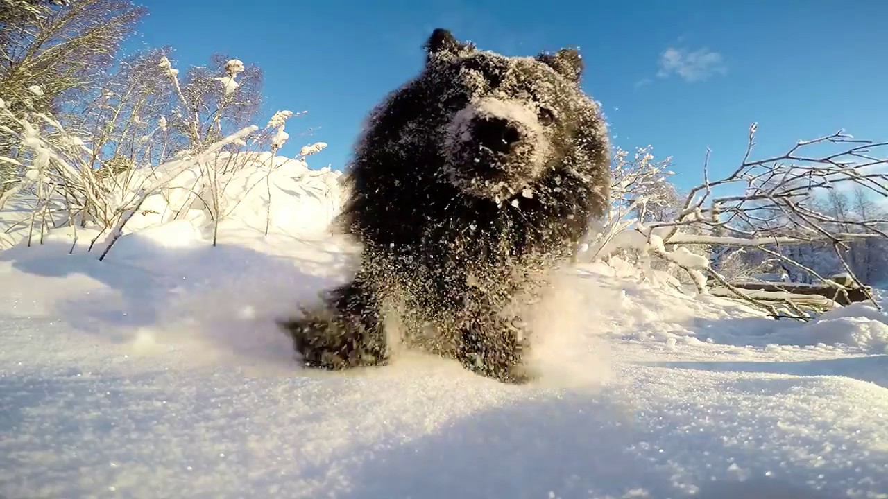 Mittelspitz playing in snow