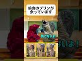 パペット劇「デザートのプリンが余っています」