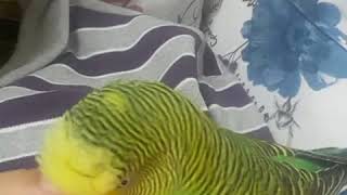 Konusma Lan Basim Agriyo