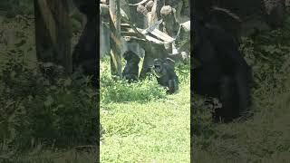 Chimpanzee/Pan troglodytes/Taipei Zoo