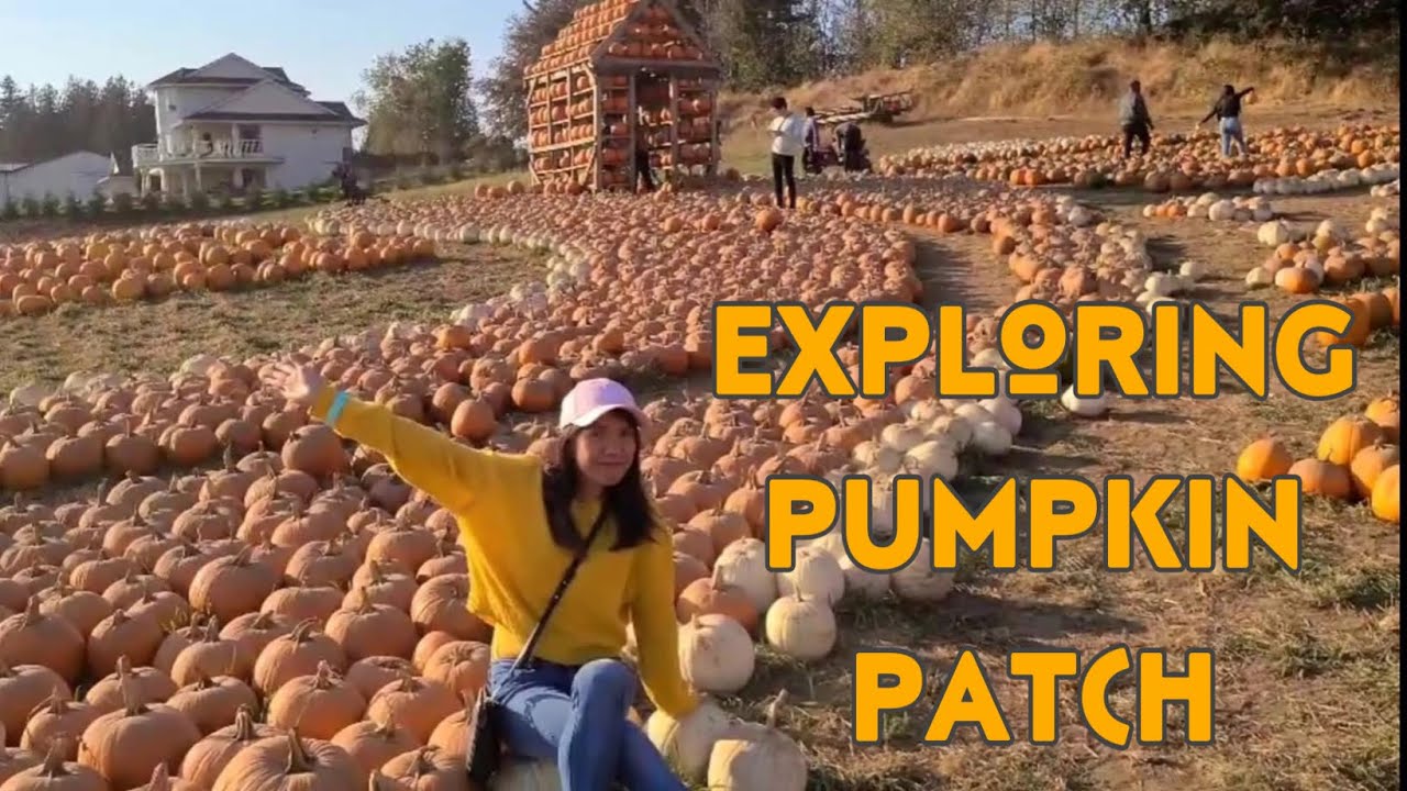 Pumpkin Patch. Exploring Maan Farms Pumpkin Patch, Corn Maze Country