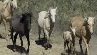 West Douglas - Colorado's Wild Horses Need Your Help