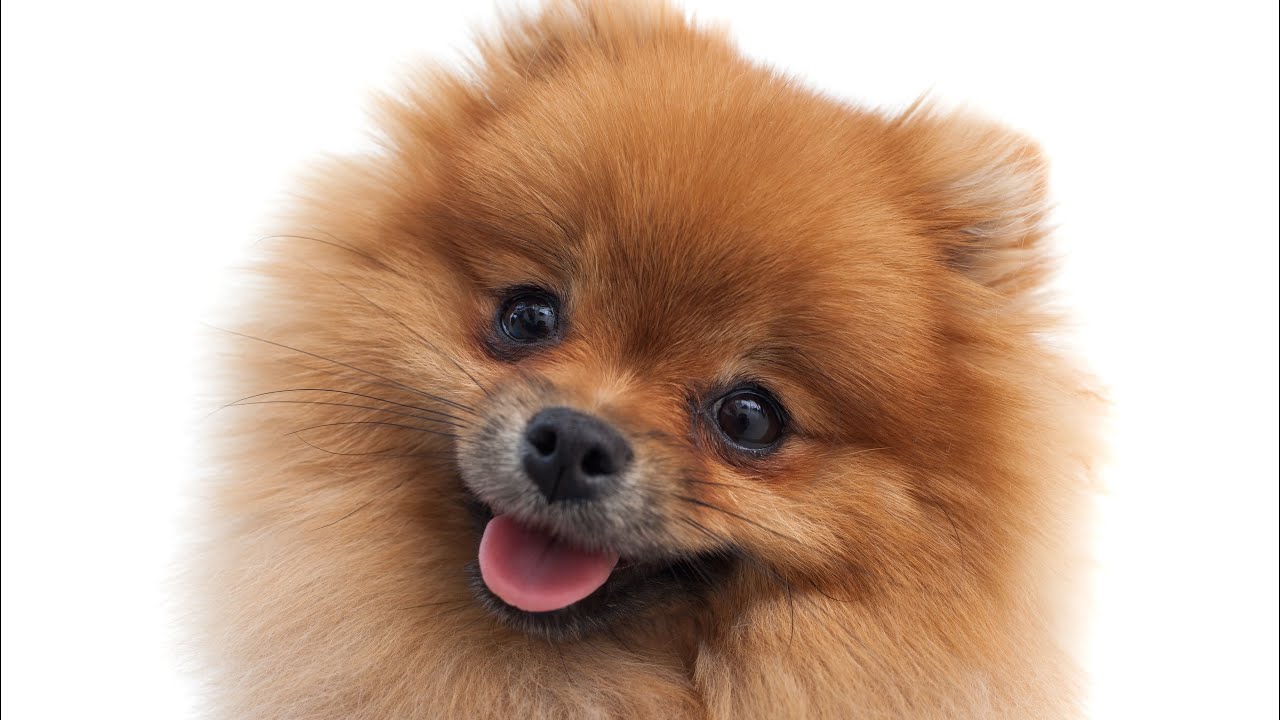 How Much Does a Pomeranian Puppy Cost? YouTube