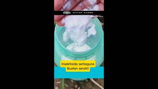 Insektisida Alami Murah, Hama Langsung Pergi!I #petanirumahan #berkebunpemula #organik