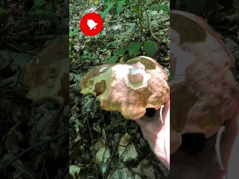 Video: Apetizirajuća gljiva 