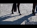 Don Pia vd Berghoeve Z