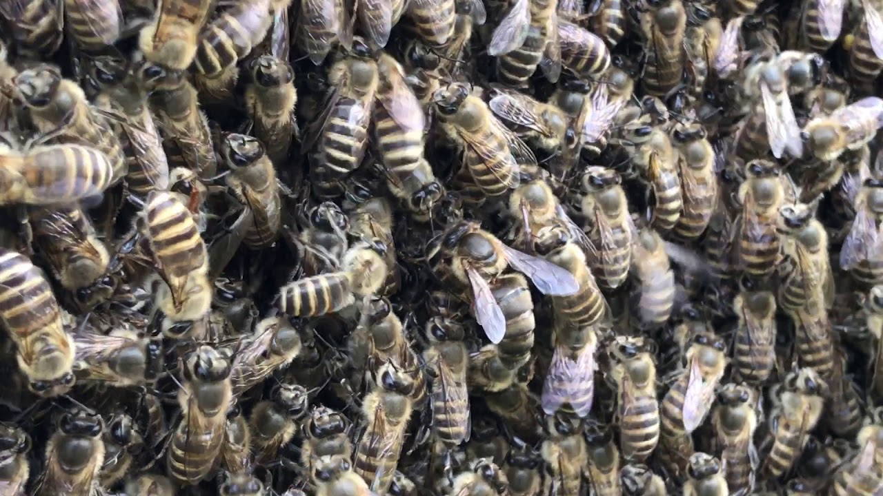 お知らせ ミツバチまもり隊