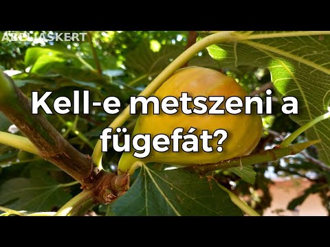 Videó: A fügefák metszése – Mikor metszhetem ki a konténeres fügefát