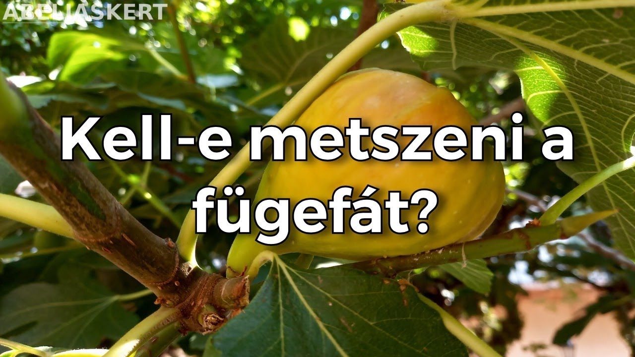 Hogyan kell metszeni a fügefát?