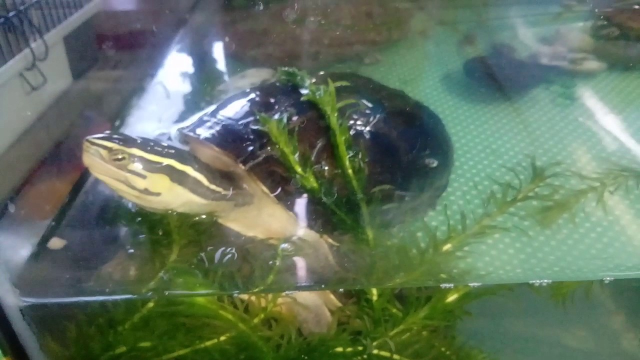 Cuora Amboinensis - malajska poklopnica