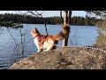 Maine Coon Cat: 6 month in 7 minutes [in the life of a cat]