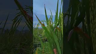 1 Second of Peace 🌾💧 | Rice Field & Water Sound