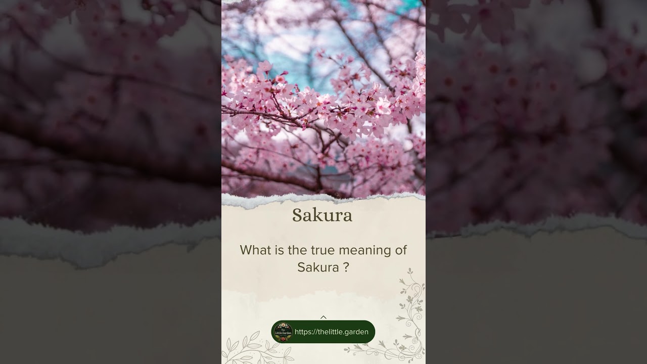 What is the true meaning of Sakura ?