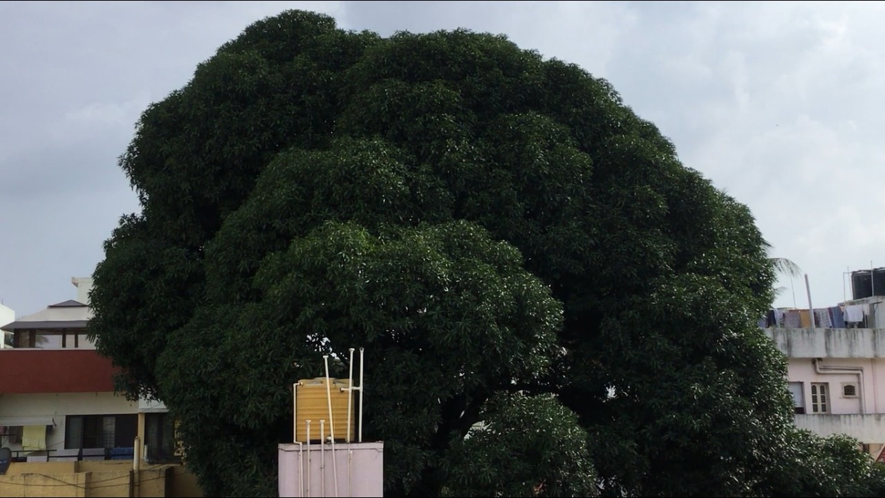 THE MANGO TREE 2026 10 25 005 RELAXING NATURE WINDOW COZY LO-FI BEATS ...