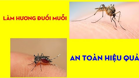 Cách Làm Hương Đuổi Muỗi Bằng Ngải Cứu