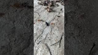 Big beetle!!!! #nature #insect ￼#bug #monday #spring