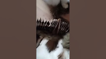 Catnip Cute cat #cats #cat #catvideos #cutecat #cute