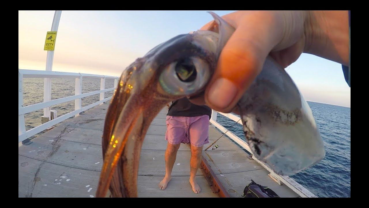 Squid Catch and Cook YouTube