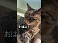 「おはよ！」と挨拶を返す猫 ミコ