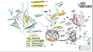 SEMINARIO|Músculos y Triángulos del Cuello