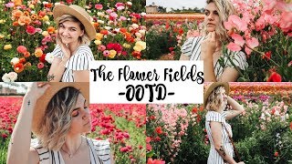 THE FLOWER FIELDS •Outfit Of The Day•