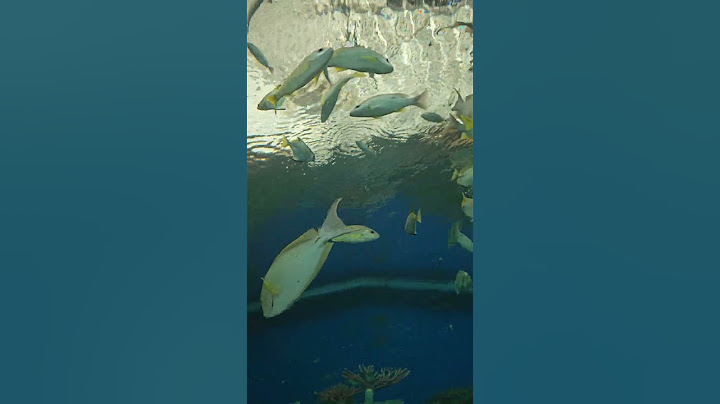 Underwater world of Pattaya, Thailand