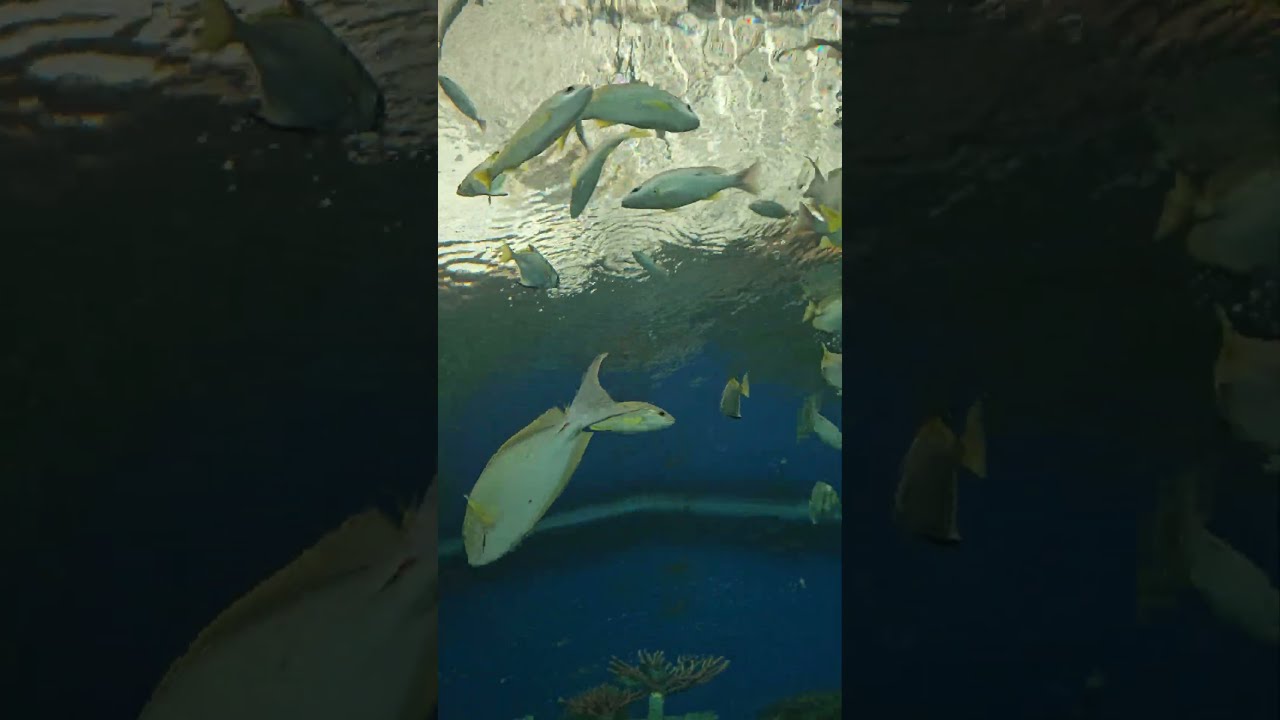 Underwater world of Pattaya, Thailand