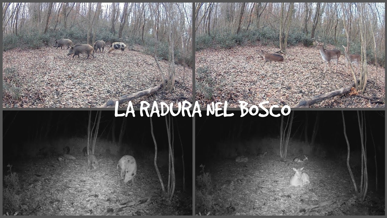 Videotrappolaggio  -  La radura nel bosco.