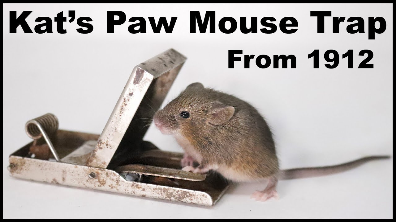 Mouse Trap Gif