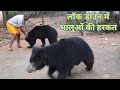 Bears at Mungai Mata Mandir during again Lockdown