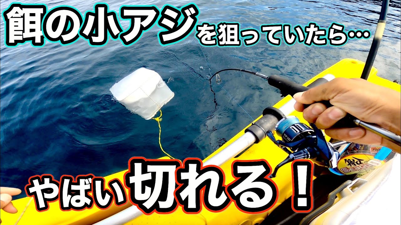 細糸で小アジ狙ってたら超高級魚に強烈に引き込まれた！