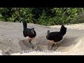 Burung Maleo, Maleo bird, Hammerhuhn (Macrocephalon maleo), Sulawesi