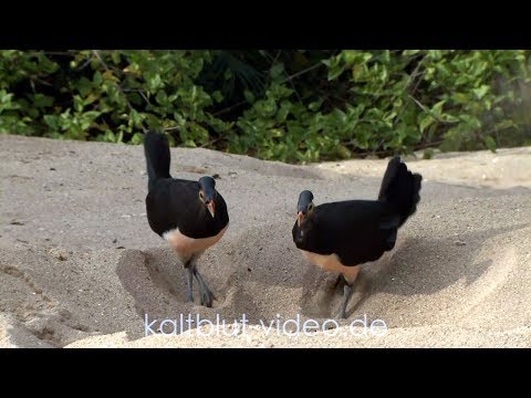 Thumbnail for Burung Maleo, Maleo bird, Hammerhuhn (Macrocephalon maleo), Sulawesi