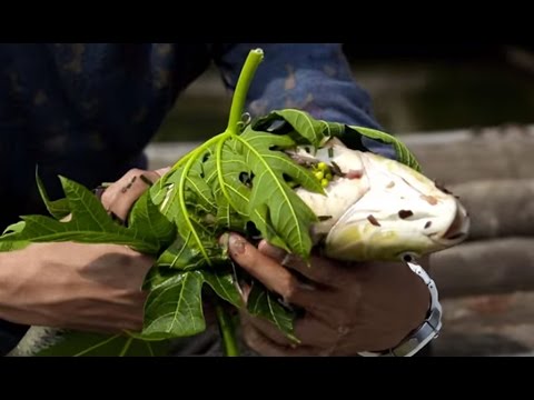 Video Món Cá Chép Hấp Lá Đu Đủ lạ mà ngon | Món Ngon Cuối... - youtube