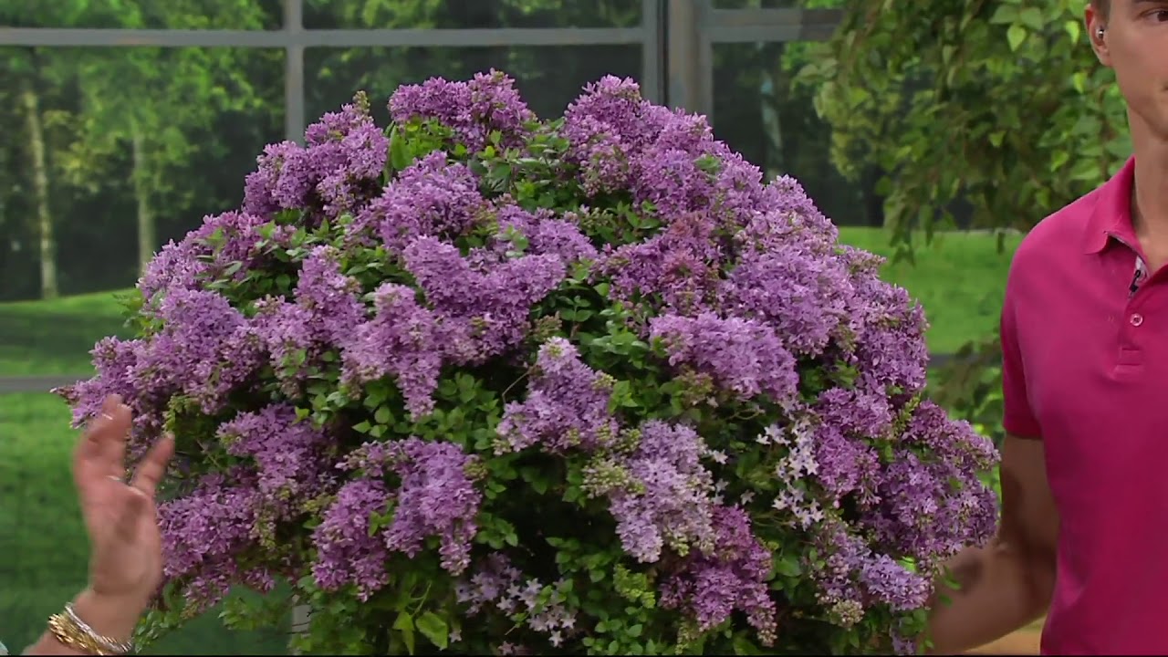 Roberta's 2piece Summer Baby Lilac on QVC YouTube