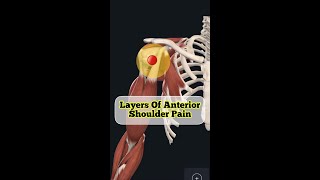 Anatomy Of Anterior Shoulder Pain screenshot 4