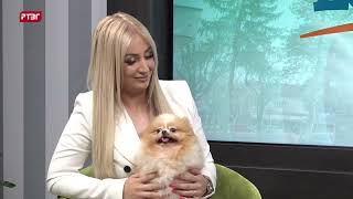 Pomeranci Postaju Popularni Psi Na Našim Prostorima