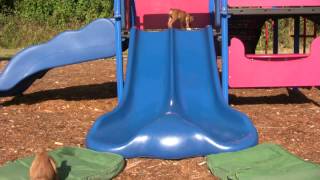 6 Week Old Boxers Go Down Slide