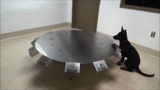 Bobbie Working the Scent Wheel 050616