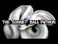 How to Make a 'Sonnet' Ball Python!