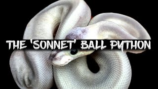 How to Make a 'Sonnet' Ball Python!