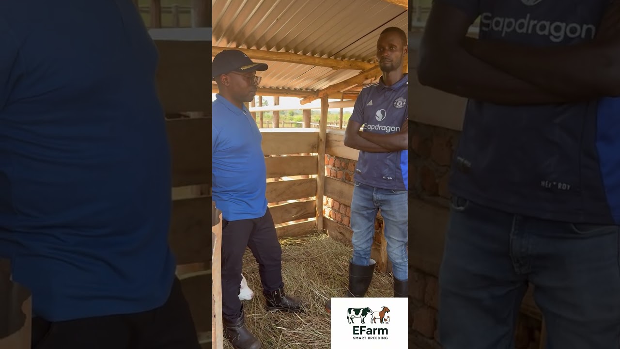 Taking care of calves at Efarm