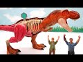 Dinosaur Anatomy Set! Tyrannosaurus Bone Is Lost - Dinosaur For Kids