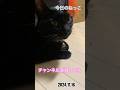 今日のねっこ #shorts #ねこ #cat #GLAY #猫music