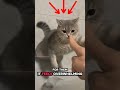 Why Do Cats Smack You When You Touch Their Head? #cat #shorts #pets