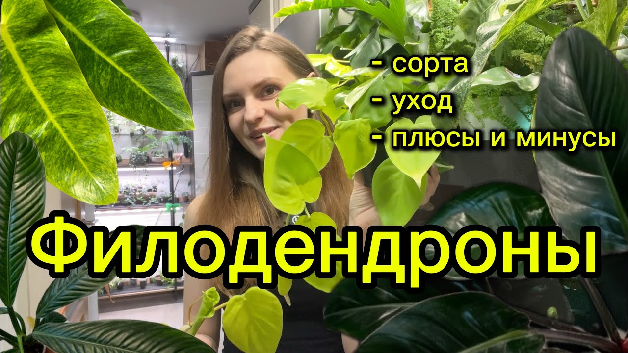 ОБЗОР ФИЛОДЕНДРОНОВ | СОРТА | УХОД | ПЛЮСЫ И МИНУСЫ 