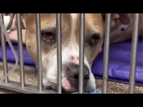Dog Who Spent 9 Years Alone Finally Discovers What Love Feels Like